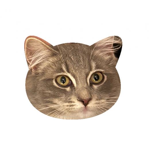 Strumpor - Med bild på ditt husdjur