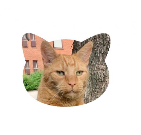 Ansiktskudde med bild på ditt husdjur