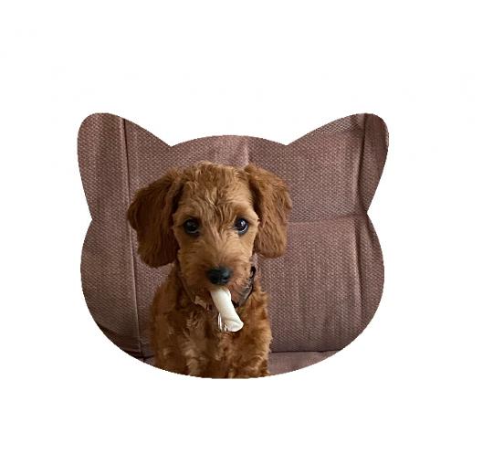 Strumpor - Med bild på ditt husdjur