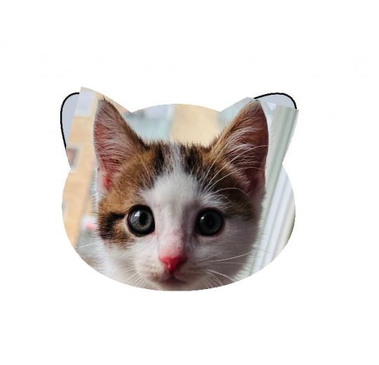 Strumpor - Med bild på ditt husdjur