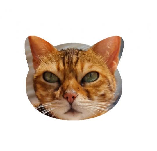 Strumpor - Med bild på ditt husdjur